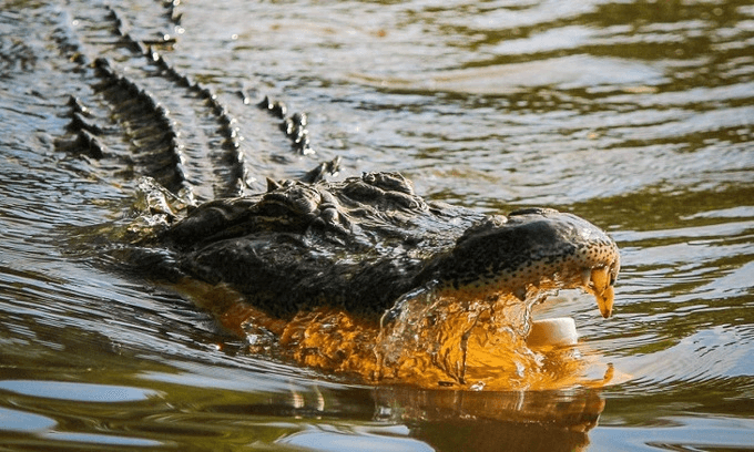 cá sấu chờ đợi kiên nhẫn và kỷ luật để săn những con mồi lớn