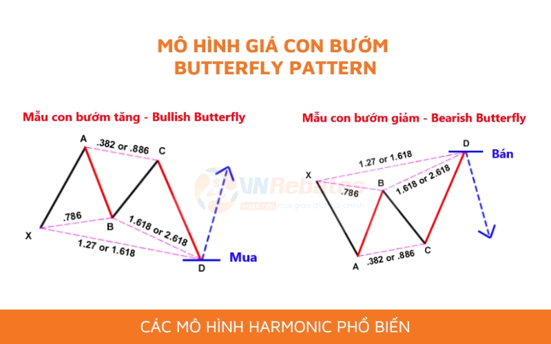 Mô hình con bướm: Biến thể mô hinh Harmonic